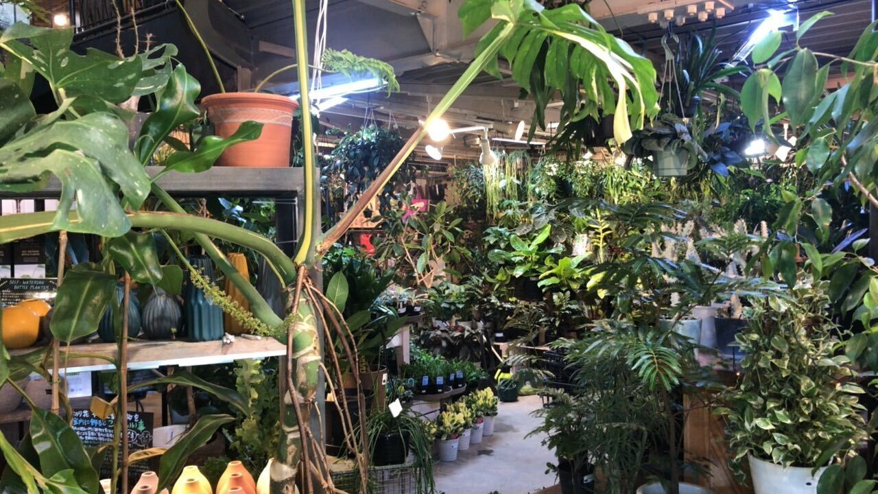 グリーンギャラリーガーデンズのクリスマス 八王子 松木 八王子 由木マルシェ