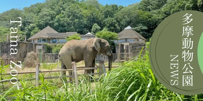 多摩動物公園イベント情報