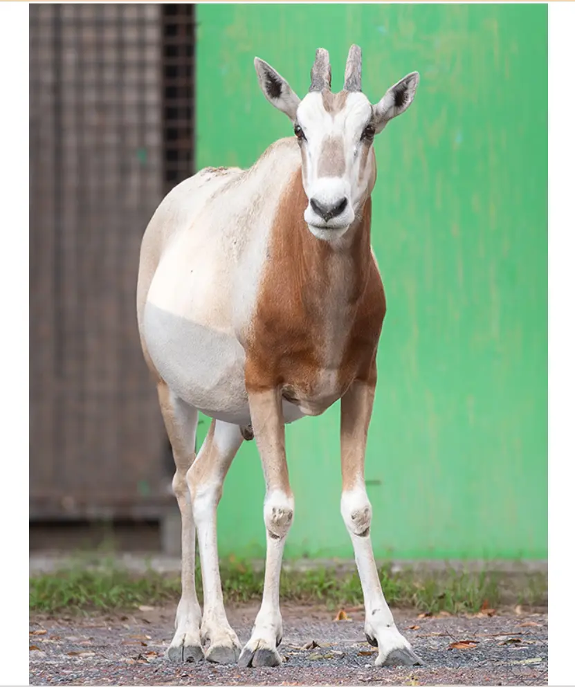羽村市動物園シロオリックスのハット